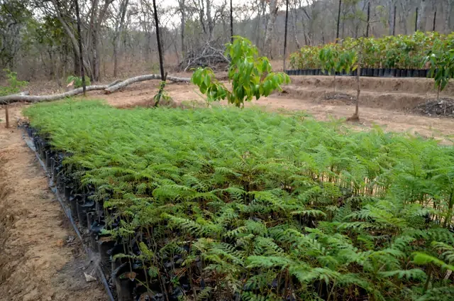 Baumschule Miti-Mitsva - ein Projekt von StartupAfrica